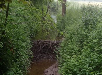 Tocht Stappen Oud-Heverlee - Doode bemde - Photo