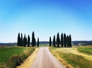 Excursión A pie Montalcino - IT-2 - Photo