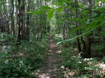 Tocht Stappen Liorac-sur-Louyre - Liorac 17km - Photo