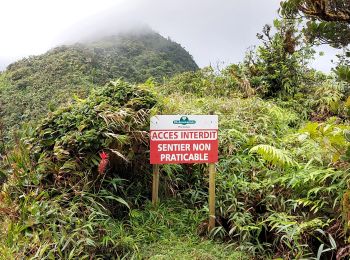 Tour Wandern Le Lorrain - Morne Jacob au Panneau ONF - Photo