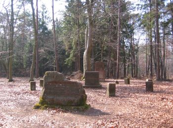 Randonnée A pied Enkenbach-Alsenborn - Rundwanderweg 3 Billesweiher - Photo