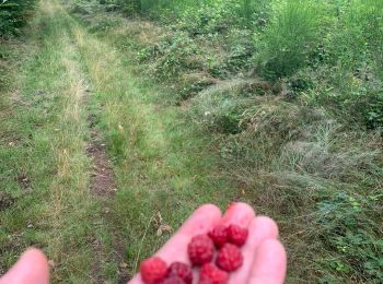 Tocht Stappen Saint-Julien-Molin-Molette - Framboise - Photo