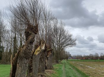 Tour Wandern Leuze-en-Hainaut - ADEPS - Willaupuis - Photo