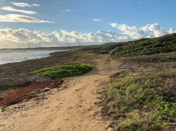 Randonnée Trail Saint-François - Anse a l’eau Moule - Photo