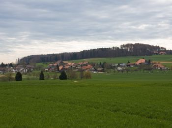 Tocht Te voet Oberwil bei Büren - Oberwil - Forsthaus Biezwil - Photo