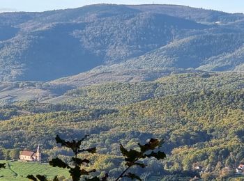 Tour Wandern Dambach - ARCA Schulwaldplatz  - Photo