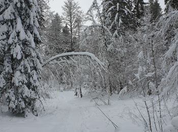 Tour Schneeschuhwandern La Pesse - 1/2 rando raquettes Pesse-retour - Photo