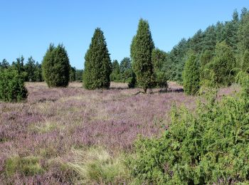 Randonnée A pied Faßberg - Südheide 'Kieselgur - das Gold der Heide' W5l (lange Tour) - Photo