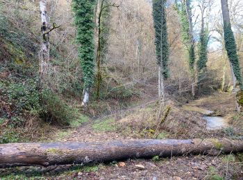 Tocht Stappen Bas-en-Basset - Morand tour du proprio  - Photo