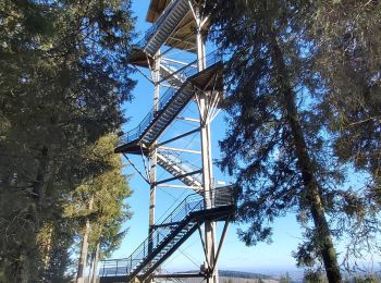 Excursión Senderismo Meymac - Tour du Mont Bessou. - Photo