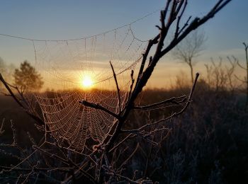 Tocht Te voet Schneverdingen - Nordic Walking 38S Niederhaverbeck - Photo