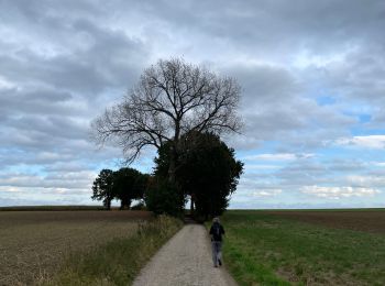 Randonnée A pied Bierbeek - Bierbeek - Photo