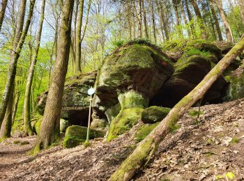 Randonnée Marche Soucht - Soucht - sentier des Verriers - Photo