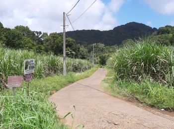 Randonnée Marche Rivière-Pilote - Boucle La Mauny via Morne Vent - Photo