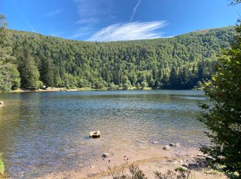 Tour Elektrofahrrad Wildenstein - La Bresse - Photo