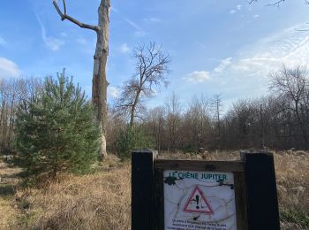 Tour Mountainbike Fontainebleau - Fait TB 20/03/23 vers tour Dénecourt  - Photo