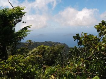 Tocht Stappen Saint-Claude - La Soufrière - Photo