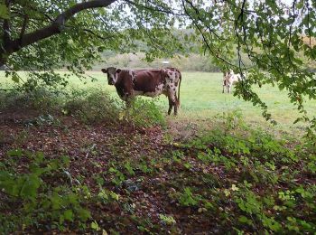 Tour Wandern Vimoutiers - Vimoutier  - Photo