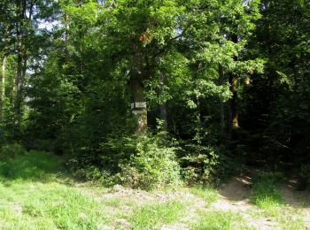 Randonnée Marche Dampleux - en forêt de Retz_82_sur les Routes de la Bruyère aux Loups et de la Chrétiennette - Photo