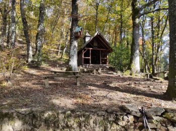 Trail Walking Steinbach - Steinbach C de Turenne - Photo