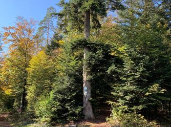 Randonnée Marche Saint-Dié-des-Vosges - Camp celte de La Bure et Roche des Corbeaux  - Photo