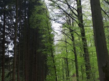 Excursión Senderismo Durbuy - Marche ADEPS Septon 2022 - 20KM - Photo