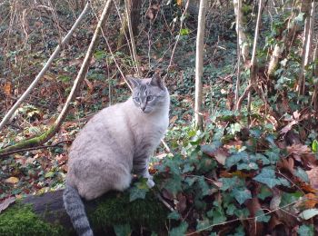 Tour Wandern Livron - Livron confiné à la vitesse du chat... - Photo