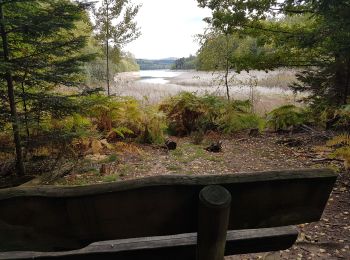 Percorso Marcia Badonviller - Tour du lac de Pierre-Percée depuis les cabanes du lac - Photo