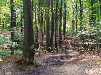 Tocht Stappen Vloesberg - Bois de Pottelberg et de la Louvière - Photo