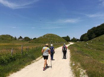 Trail On foot Mendicino - (SI U24) Casellone Forestale di Monte Cocuzzo - Passo della Crocetta - Photo