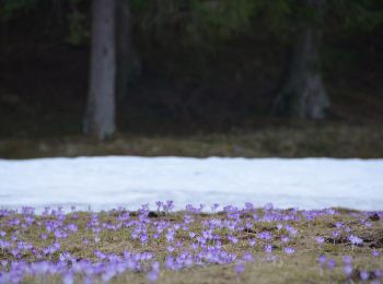 Tocht Te voet okres Tvrdošín - Náučný chodník A. Kocyana v Oraviciach - Okruh A - Photo