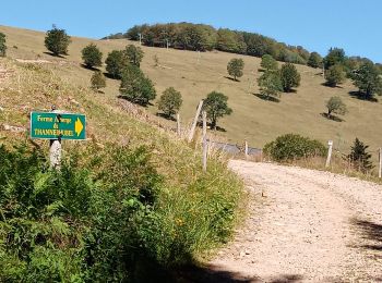 Randonnée Marche Bitschwiller-lès-Thann - Col du Hundsruck - Belacker (30/7/2020) - Photo