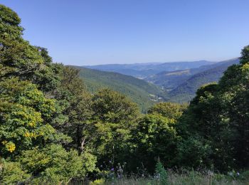 Trail Walking Ranspach - Markstein - Photo