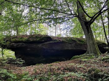 Randonnée A pied Hochspeyer - Hochspeyer Wanderweg 5 - Photo