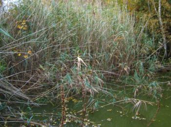 Percorso A piedi Leimen - Rundwanderweg Leimen 4: Lingentaler Weg - Photo