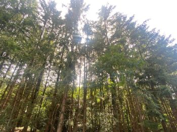 Randonnée Marche Belforêt-en-Perche - La Perrière, forêt et village - Photo