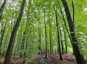 Excursión Senderismo Kelmis - Trois,Bornes  -  Vaals - Photo