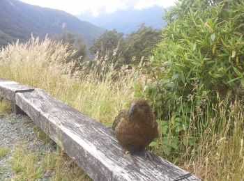 Tocht Te voet Fiordland Community - Eldrig Peak Route - Photo