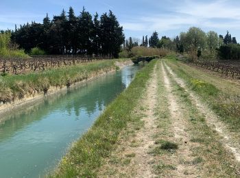 Tour Wandern Aubignan - Le canal  - Photo