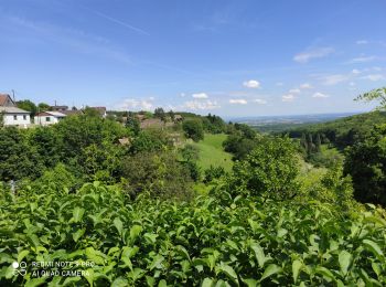 Randonnée Marche Roderen - Roderen - Photo