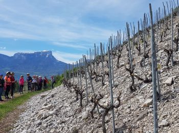 Randonnée Marche nordique Chignin - Chignin - Arbin à travers les vignes et coteaux - Photo