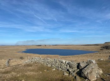 Tocht Stappen Nasbinals - Tour des lacs - Photo