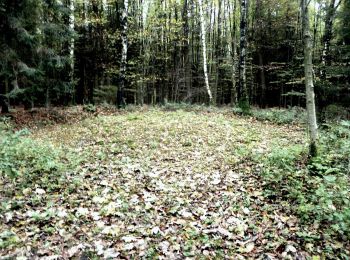 Randonnée A pied Aix-la-Chapelle - GrenzRouten: Route 5 - Aachener Wald - Photo