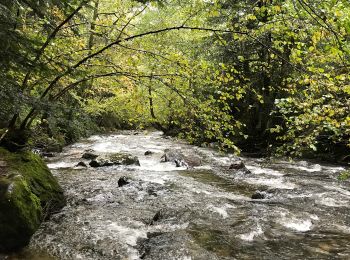 Percorso A piedi Mont-Dore - Le Puy Gros - Photo