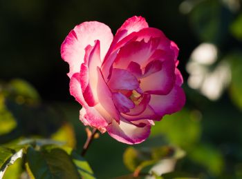 Excursión A pie Saint-Jean-de-la-Motte - Sentier de la Mare aux Cochons - Photo