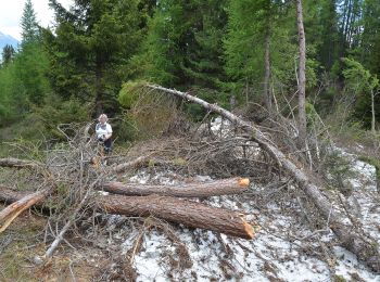 Percorso A piedi La Plagne-Tarentaise - Les Frasses - Photo