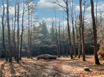 Randonnée Marche Cour-Maugis sur Huisne - La Clairière de Saint-Laurent 16,0 Km - Photo