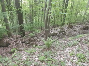 Trail On foot Heiligkreuzsteinach - Rundwanderweg Heiligkreuzsteinach Rehdelle 2: Höhenöd-Weg - Photo