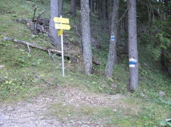 Tocht Te voet Gemeinde Neuberg an der Mürz - Schutzsteig - Photo