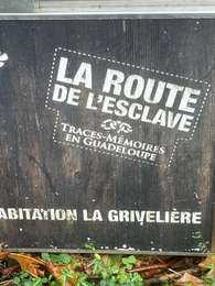 Trail Trail Vieux-Habitants - La griveliere - Photo